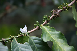 Coffee tree flowering