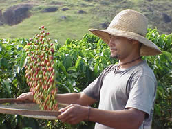 Farmer harvesting ripe coffee