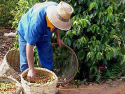 Farmer collecting coffee beans