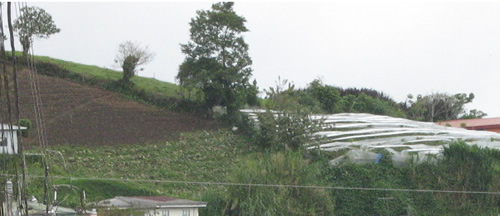 Coffee farm in a hill